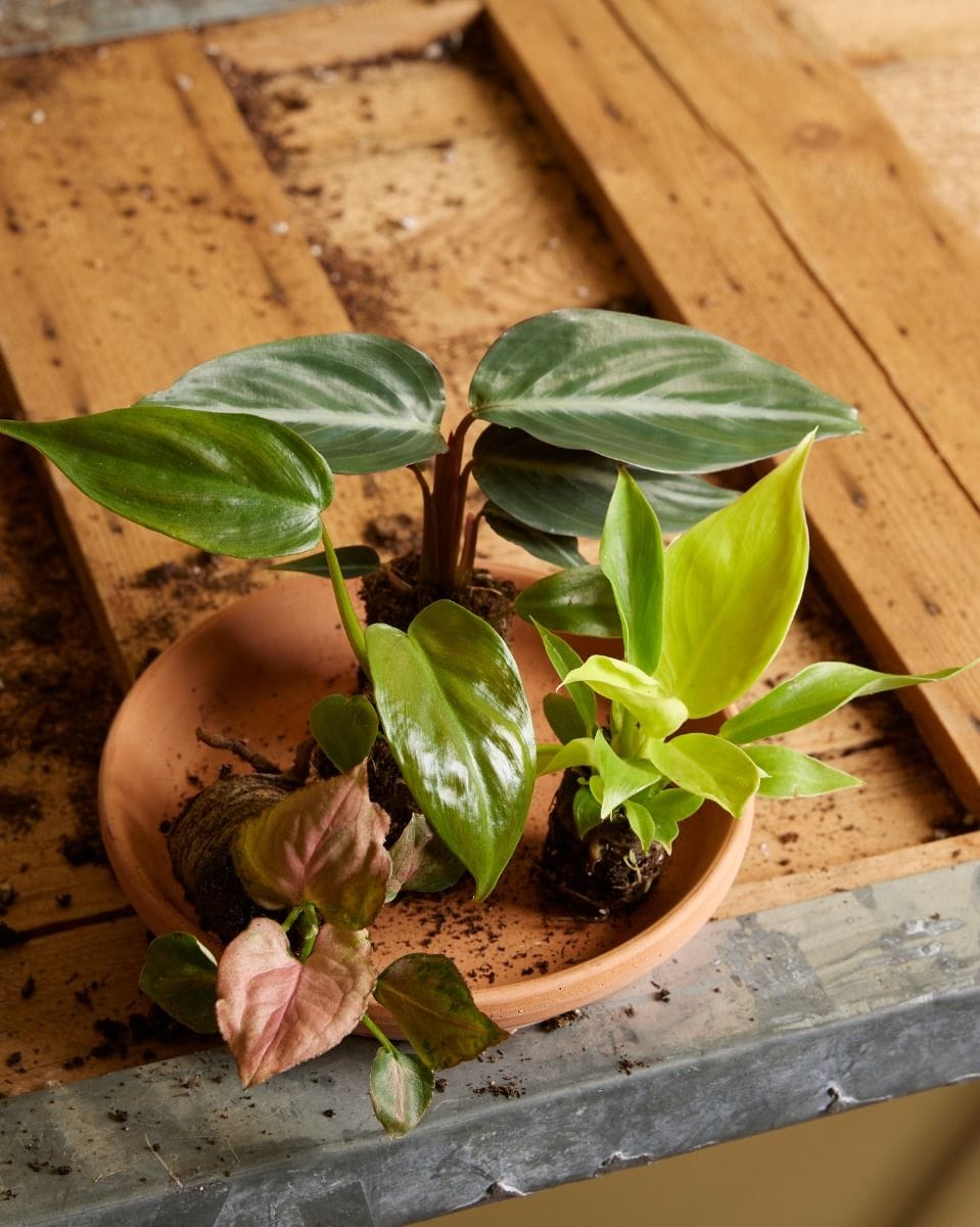 Bebé Philodendron Moonlight