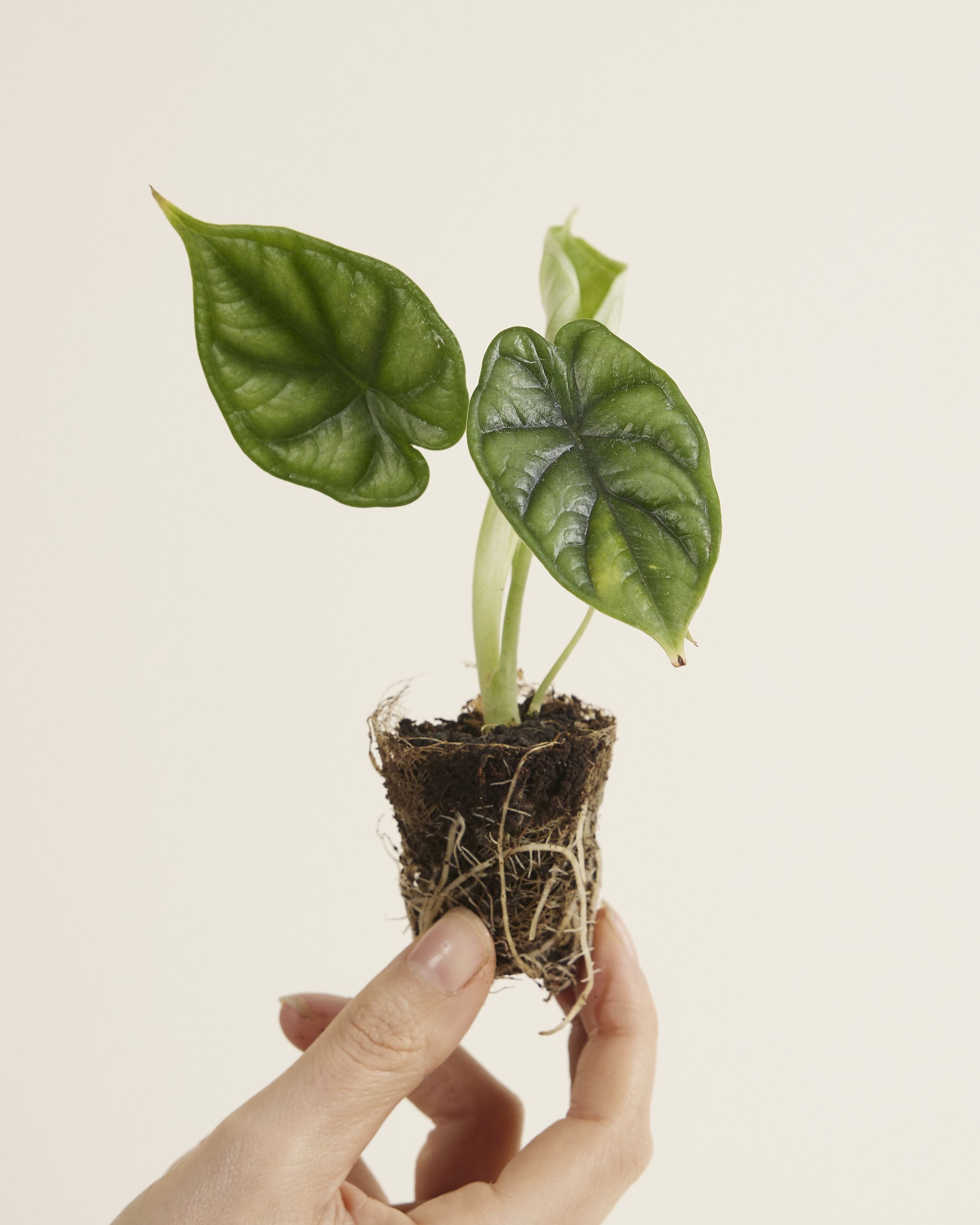 Baby Alocasia Baginda Dragon Scale