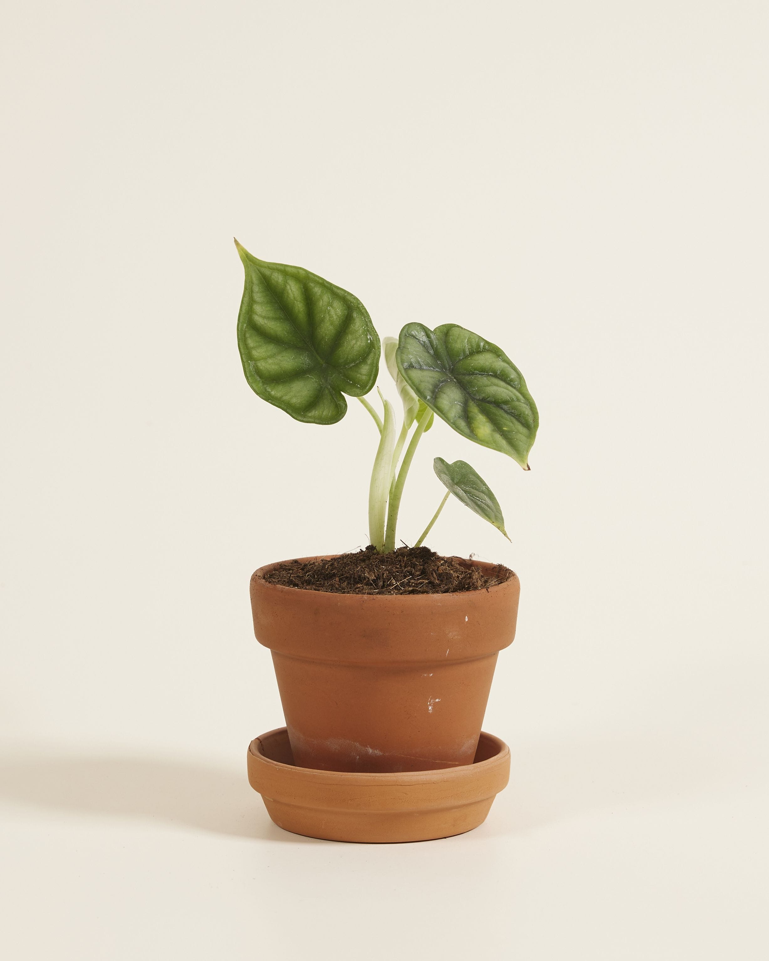 Baby Alocasia Baginda Dragon Scale