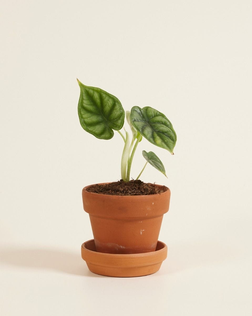 Baby Alocasia Orecchie di Elefante Dragon Scale