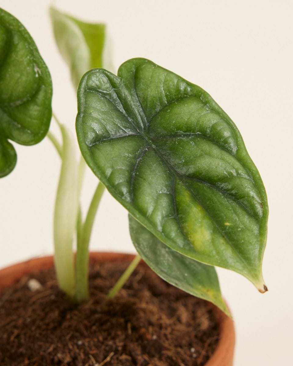 Baby Alocasia Orecchie di Elefante Dragon Scale