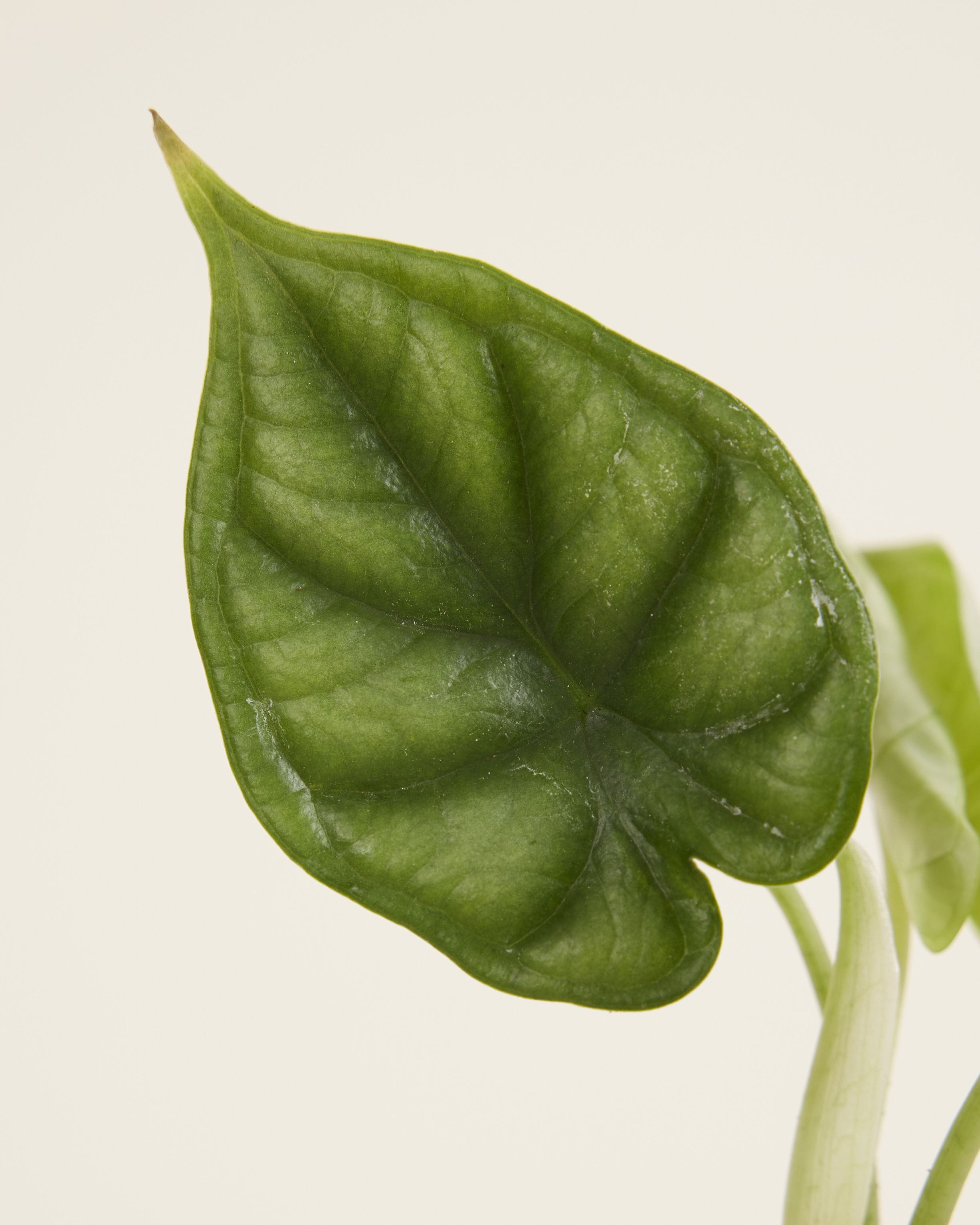 Baby Alocasia Baginda Dragon Scale