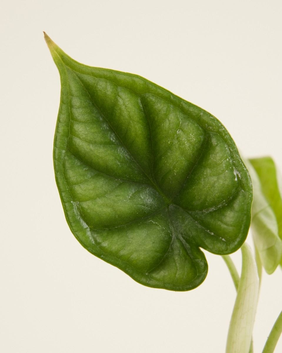 Baby Alocasia Orecchie di Elefante Dragon Scale