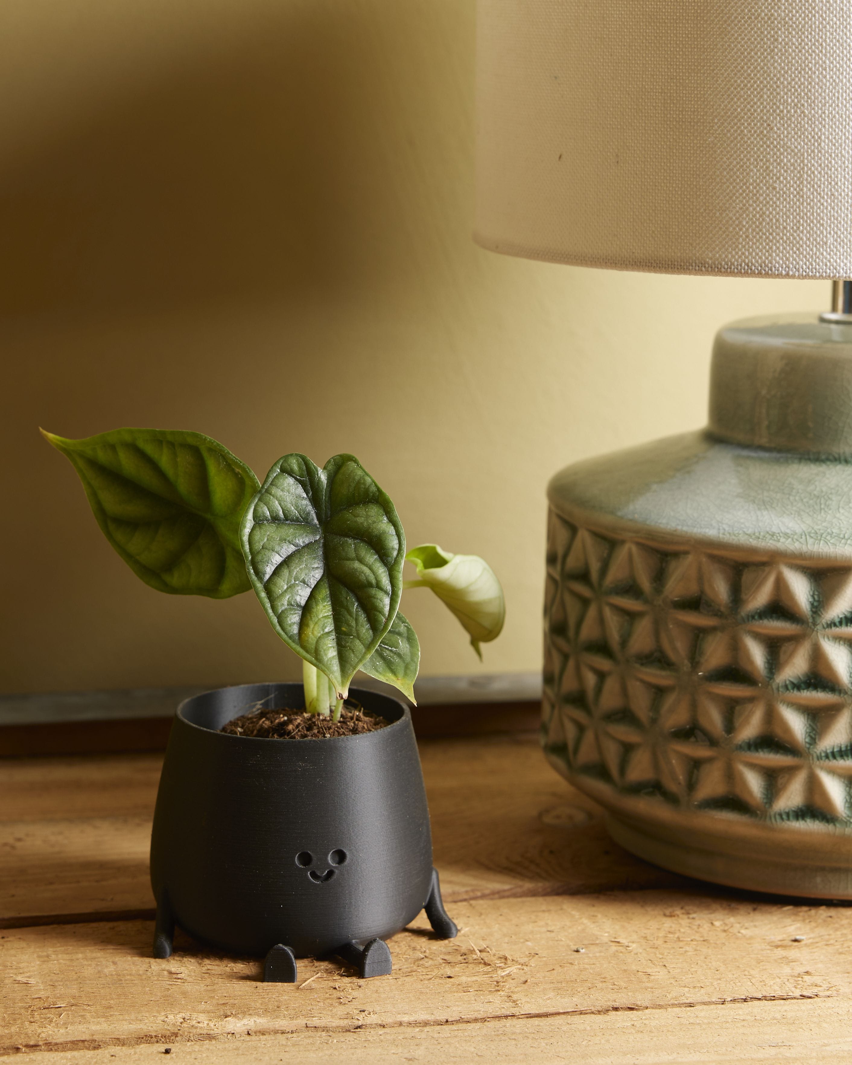 Baby Alocasia Baginda Dragon Scale