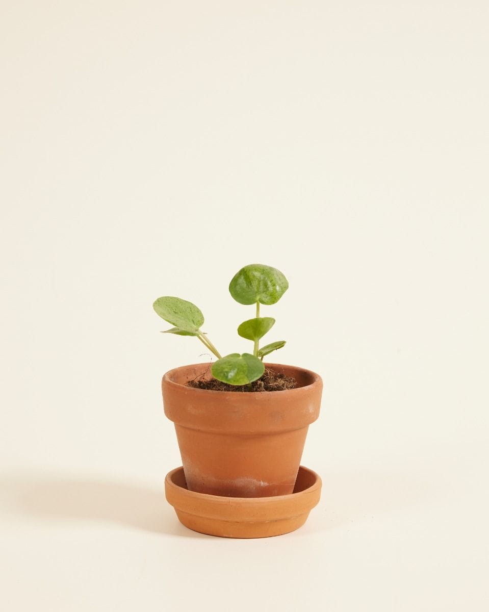 Bebé Pilea Peperomioides Pancake plant Mojito®