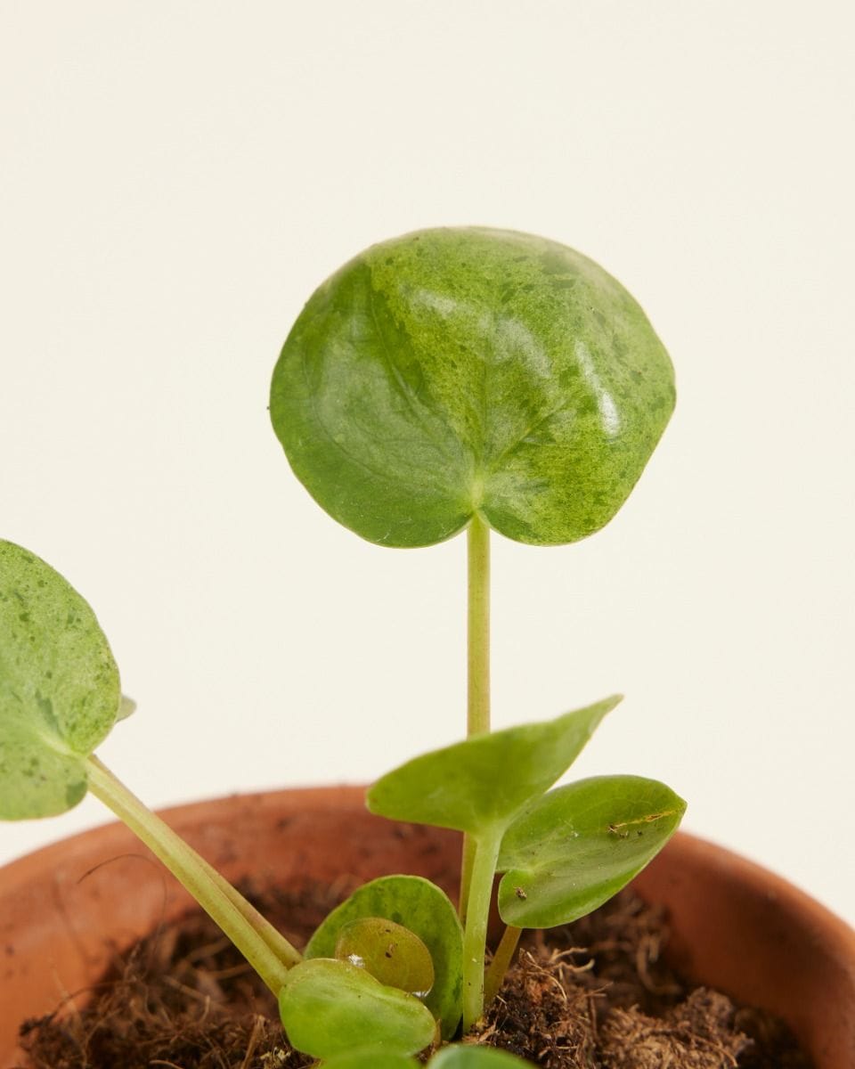 Bebé Pilea Peperomioides Pancake plant Mojito®