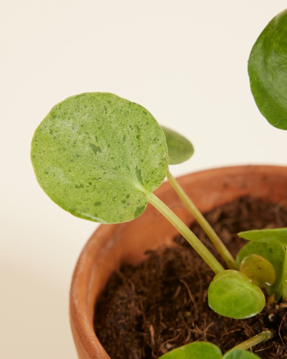 Bebé Pilea Peperomioides Pancake plant Mojito®