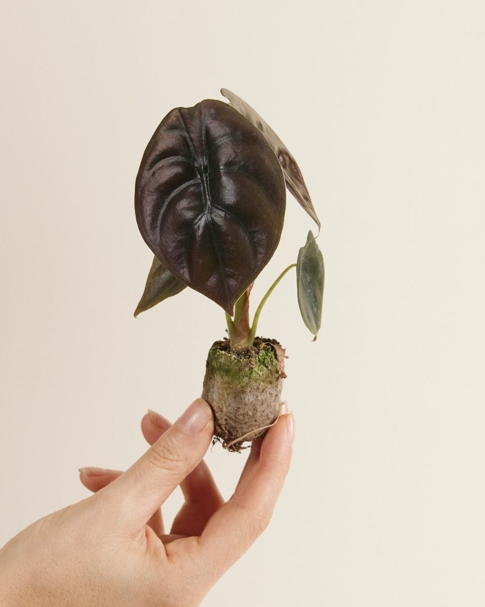 Baby Alocasia Elefantenohr Red Secret