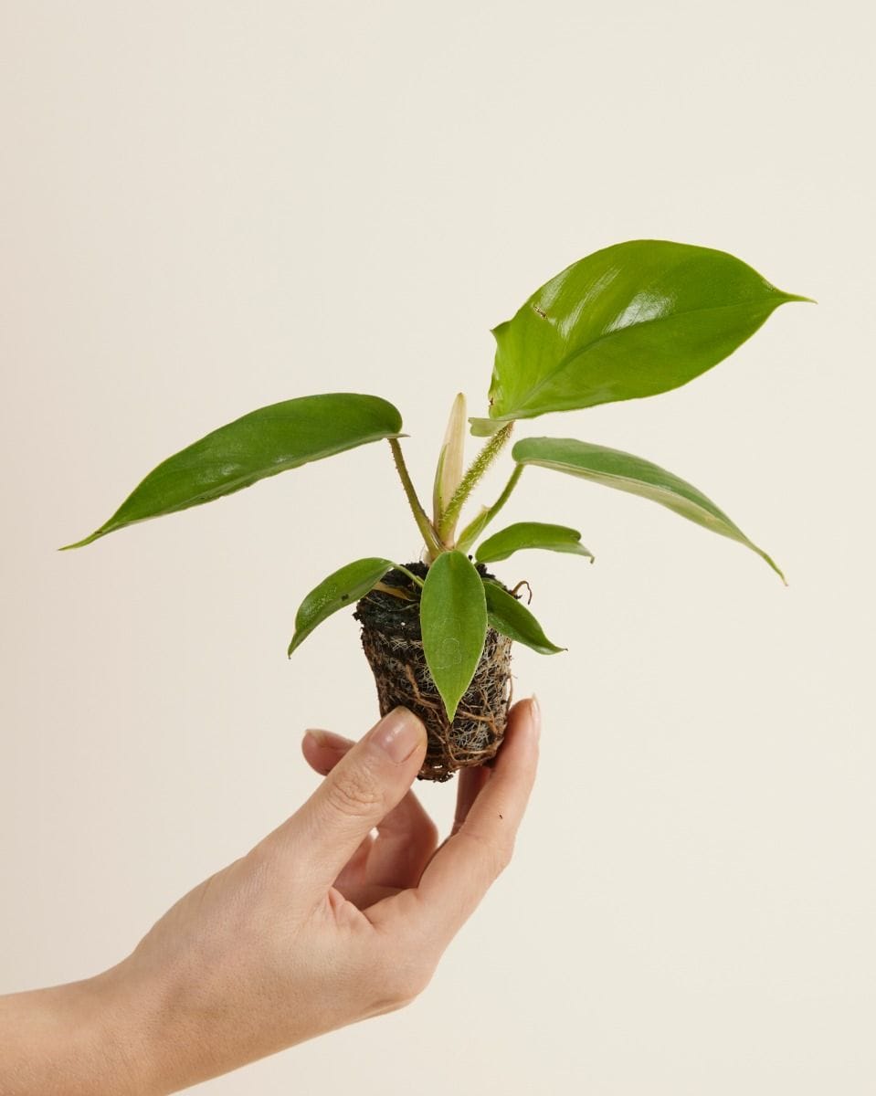 Baby Philodendron Squamiferum