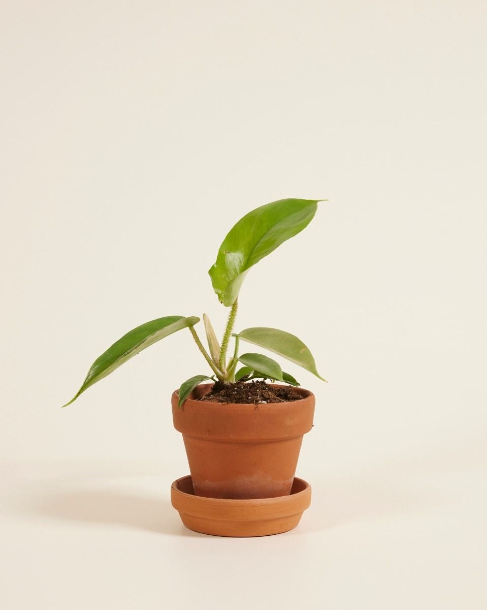 Bebé Philodendron Squamiferum