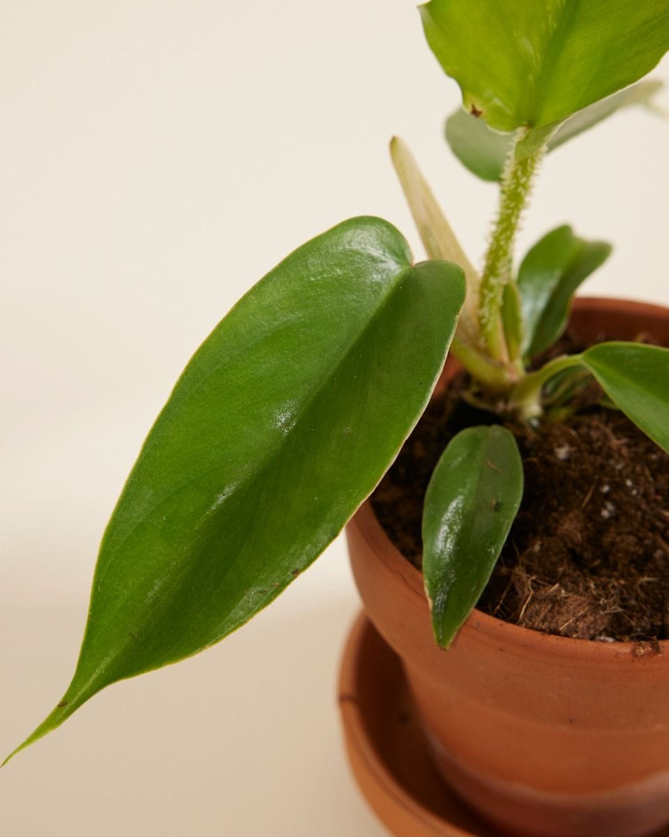 Bebé Philodendron Squamiferum