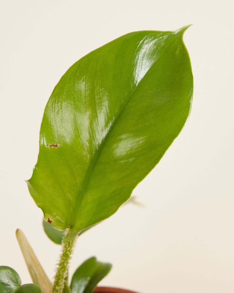 Bebé Philodendron Squamiferum