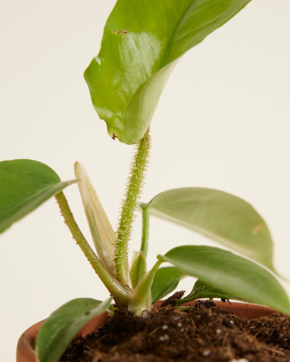 Bebé Philodendron Squamiferum