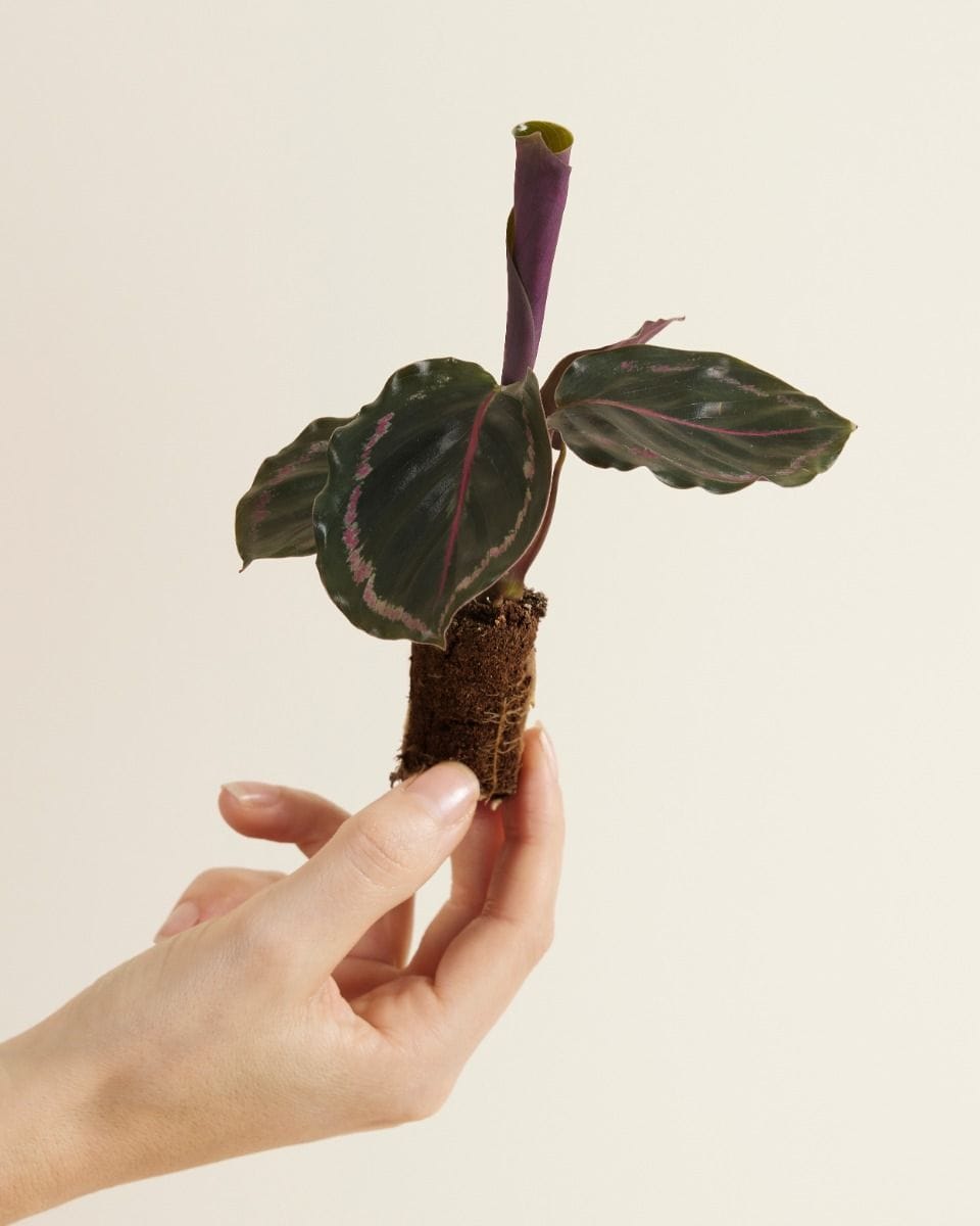 Baby Calathea Pfeilwurze Medallion