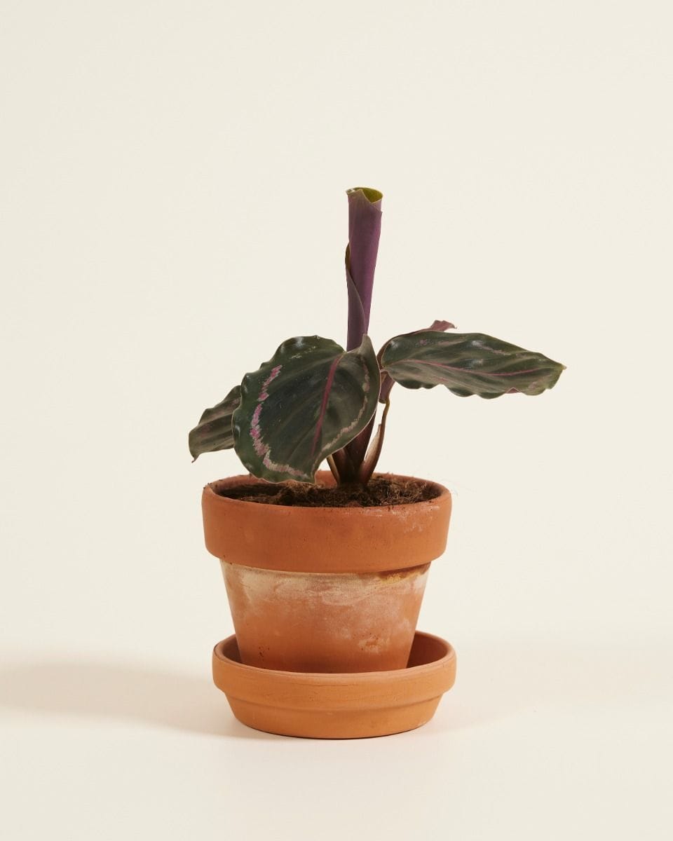 Baby Calathea Pfeilwurze Medallion