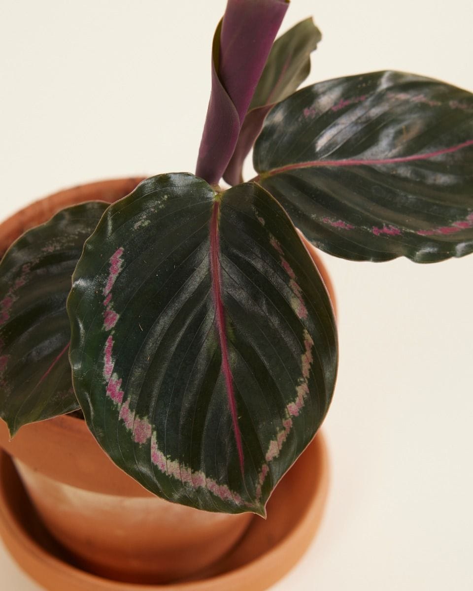 Baby Calathea Pfeilwurze Medallion