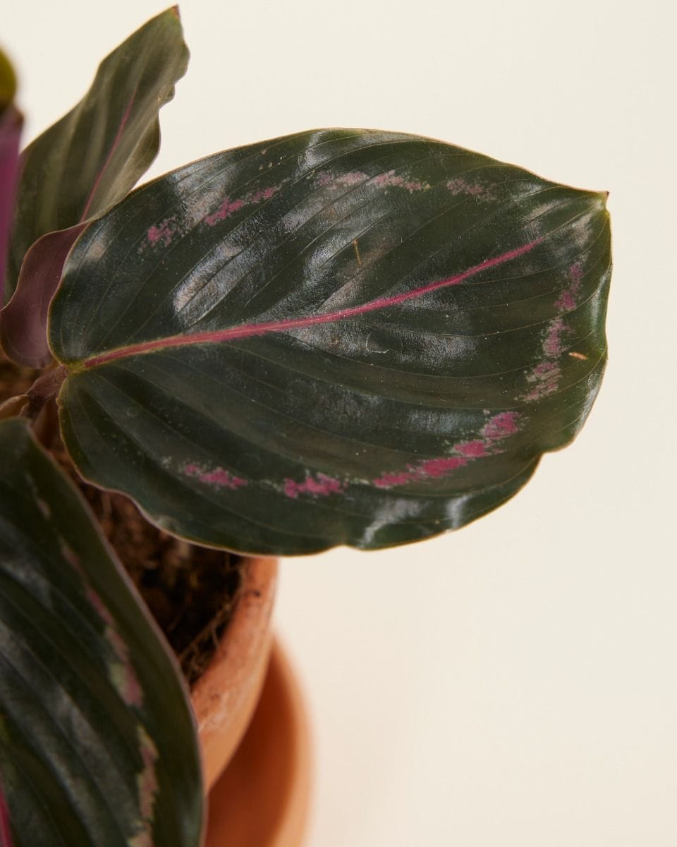 Baby Calathea Pfeilwurze Medallion