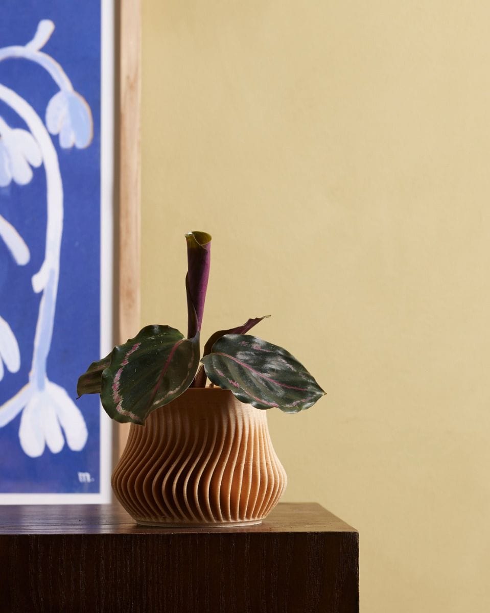 Baby Calathea Pfeilwurze Medallion