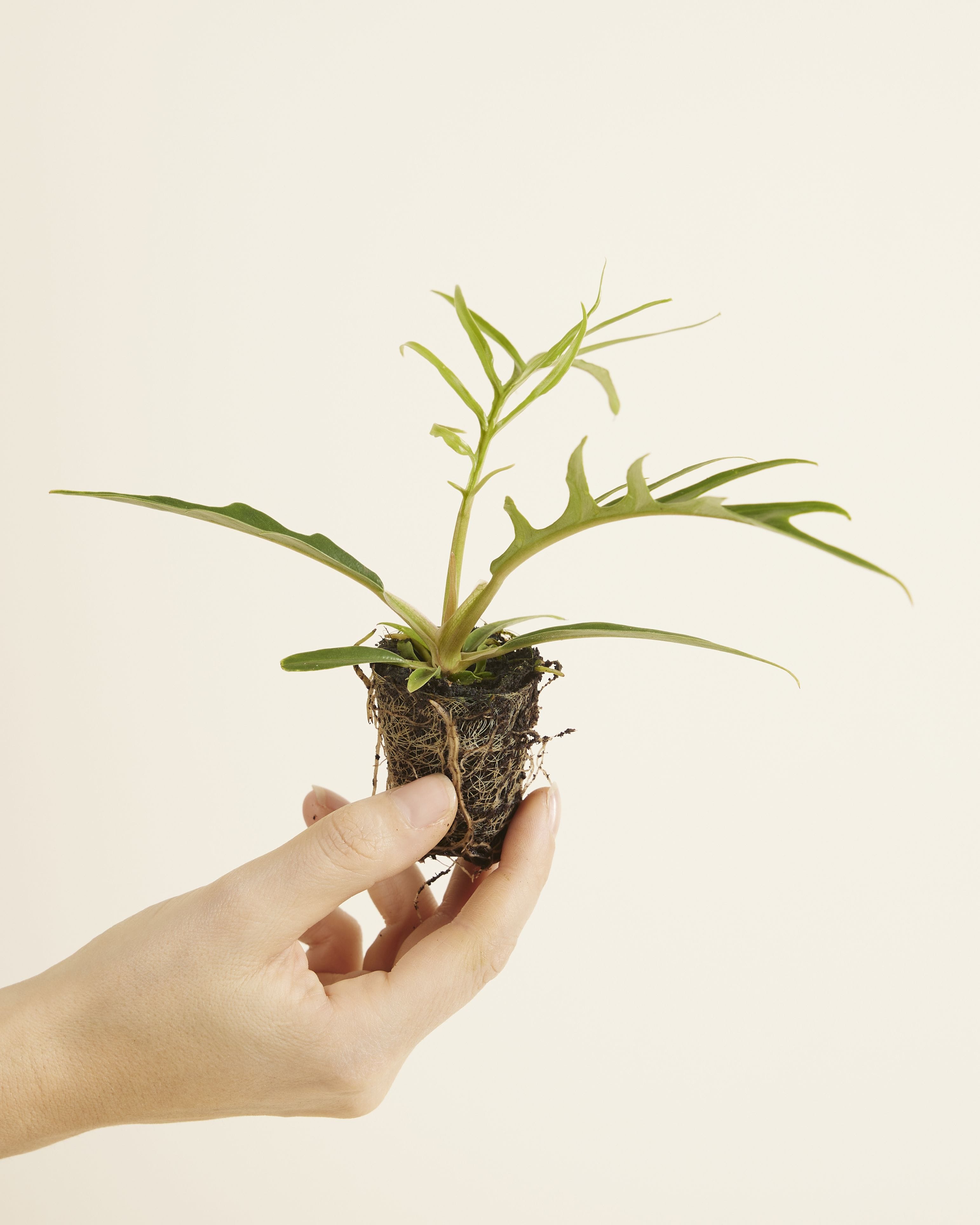 Baby Philodendron Tortum