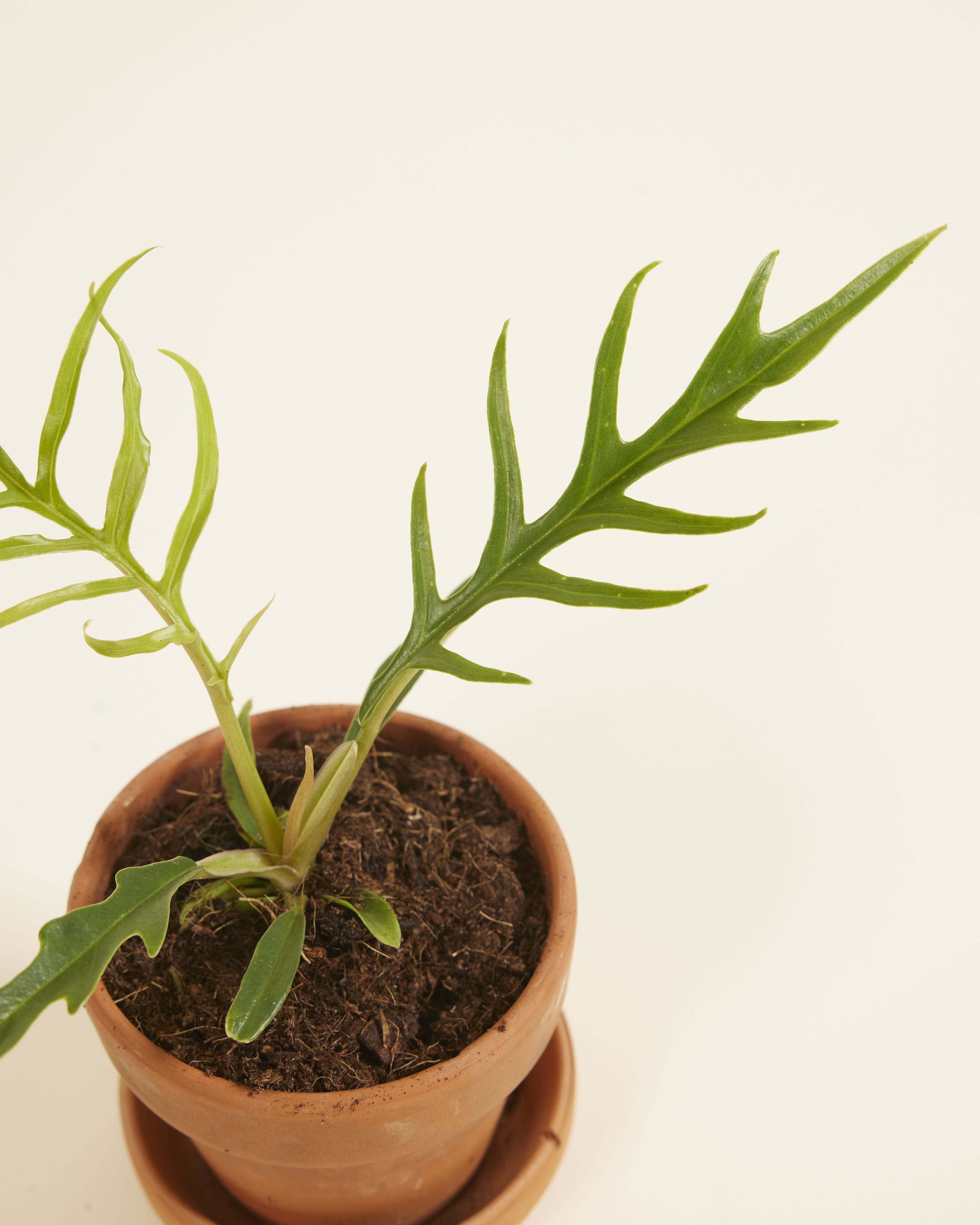 Baby Philodendron Tortum