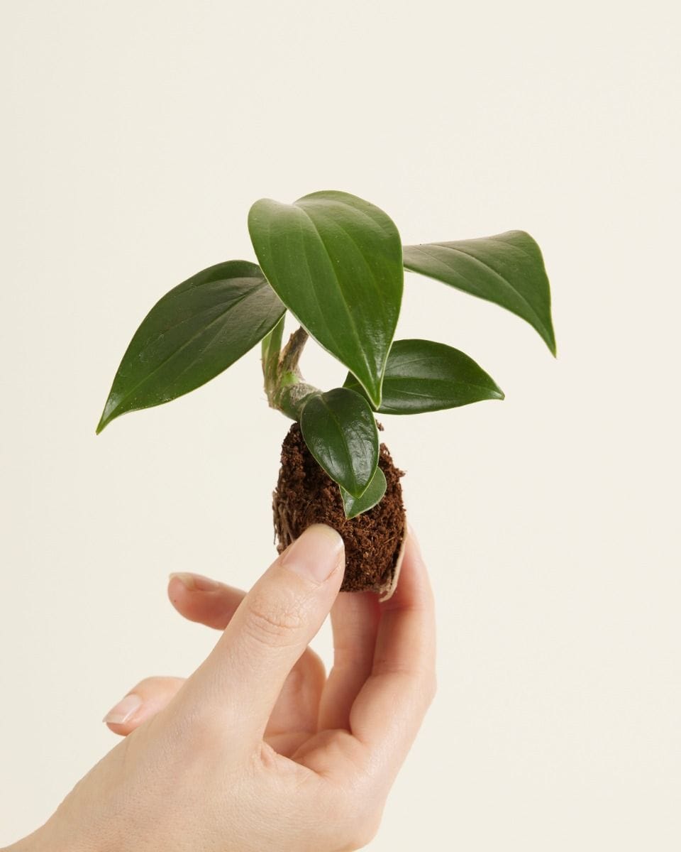 Baby Rhaphidophora Decursiva