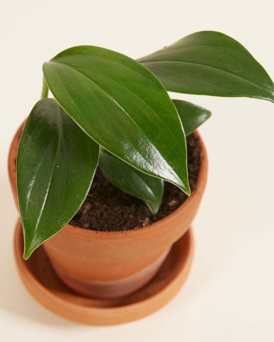 Baby Rhaphidophora Decursiva