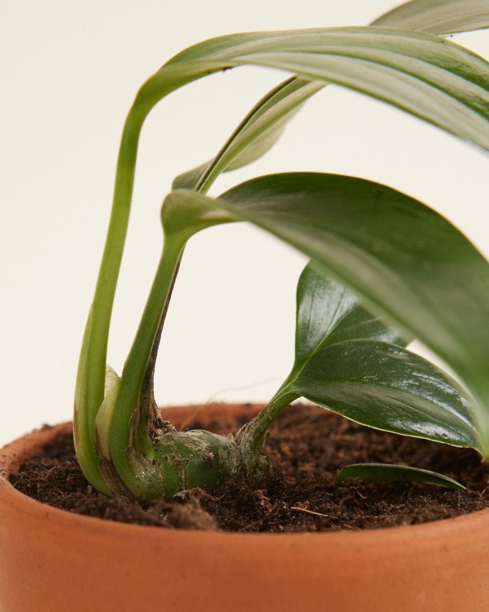 Baby Rhaphidophora Decursiva