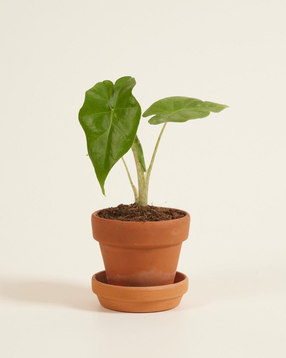 Baby Alocasia Elefantenohr Portodora