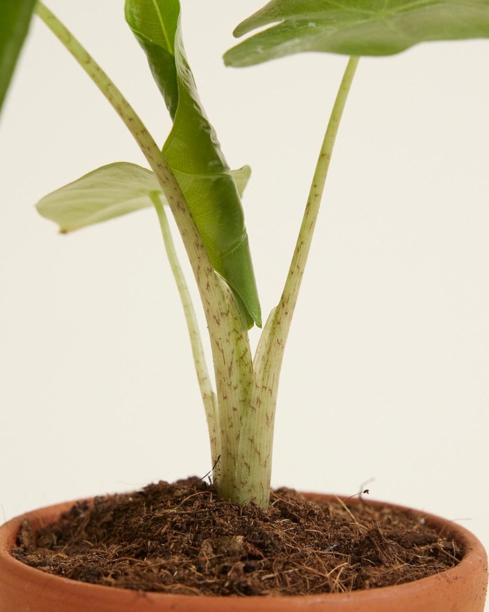 Baby Alocasia Elefantenohr Portodora