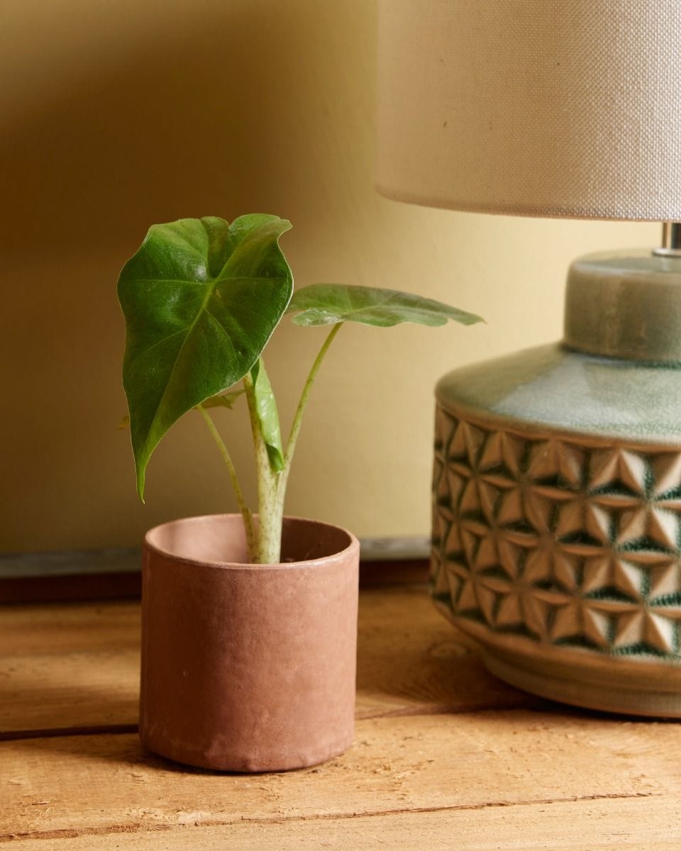 Baby Alocasia Elefantenohr Portodora