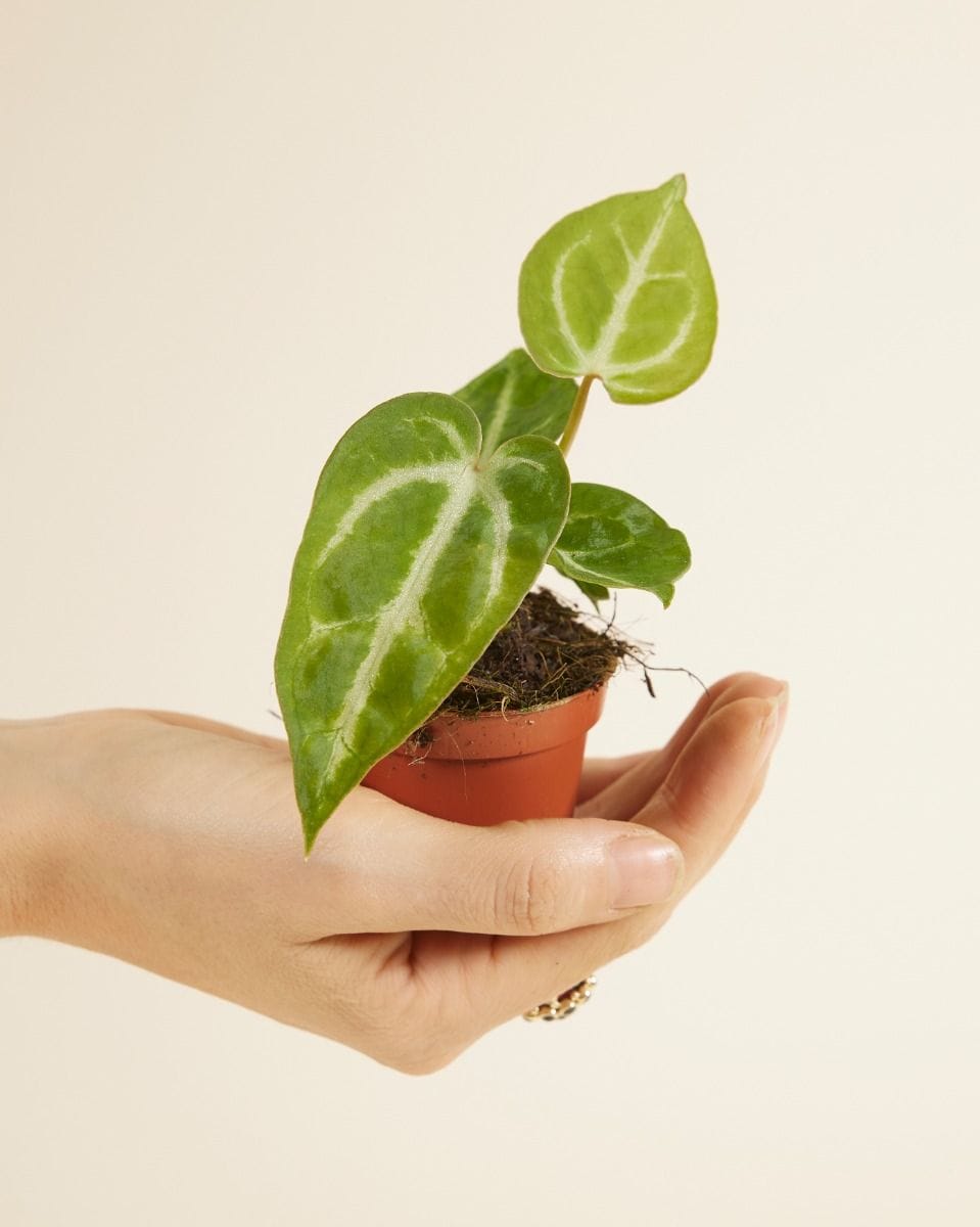 Baby Anthurium Flamingoblumen Crystallinum