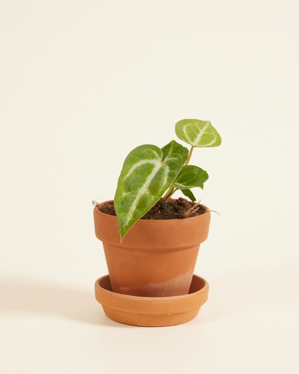 Baby Anthurium Flamingoblumen Crystallinum