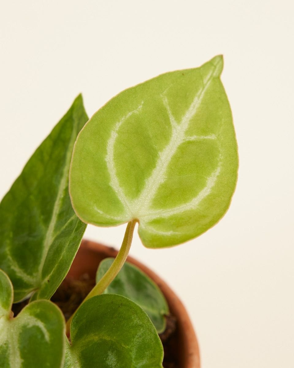 Baby Anthurium Flamingoblumen Crystallinum