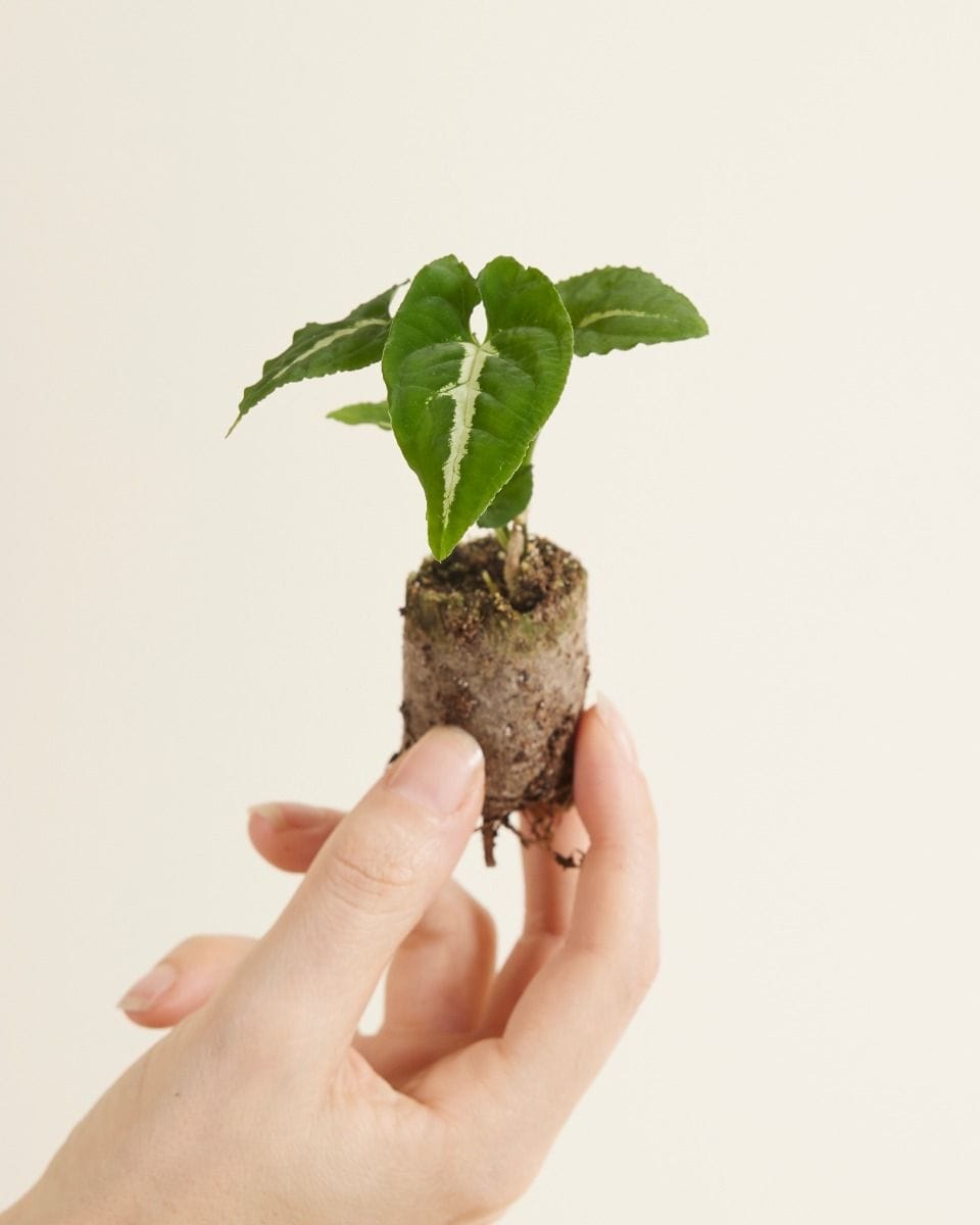 Bebé Syngonium Wendlandii