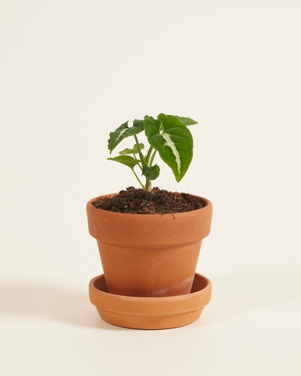 Bebé Syngonium Wendlandii