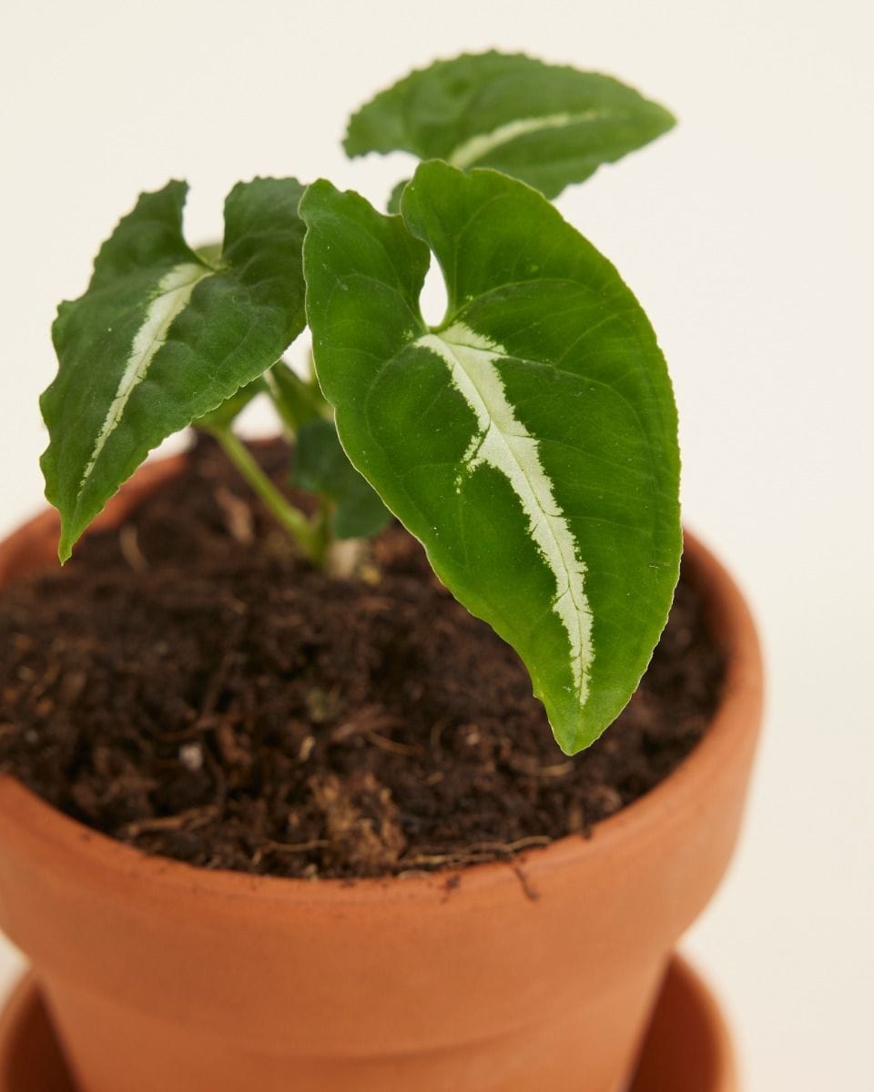 Bebé Syngonium Wendlandii