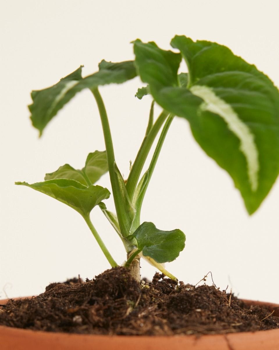 Bebé Syngonium Wendlandii