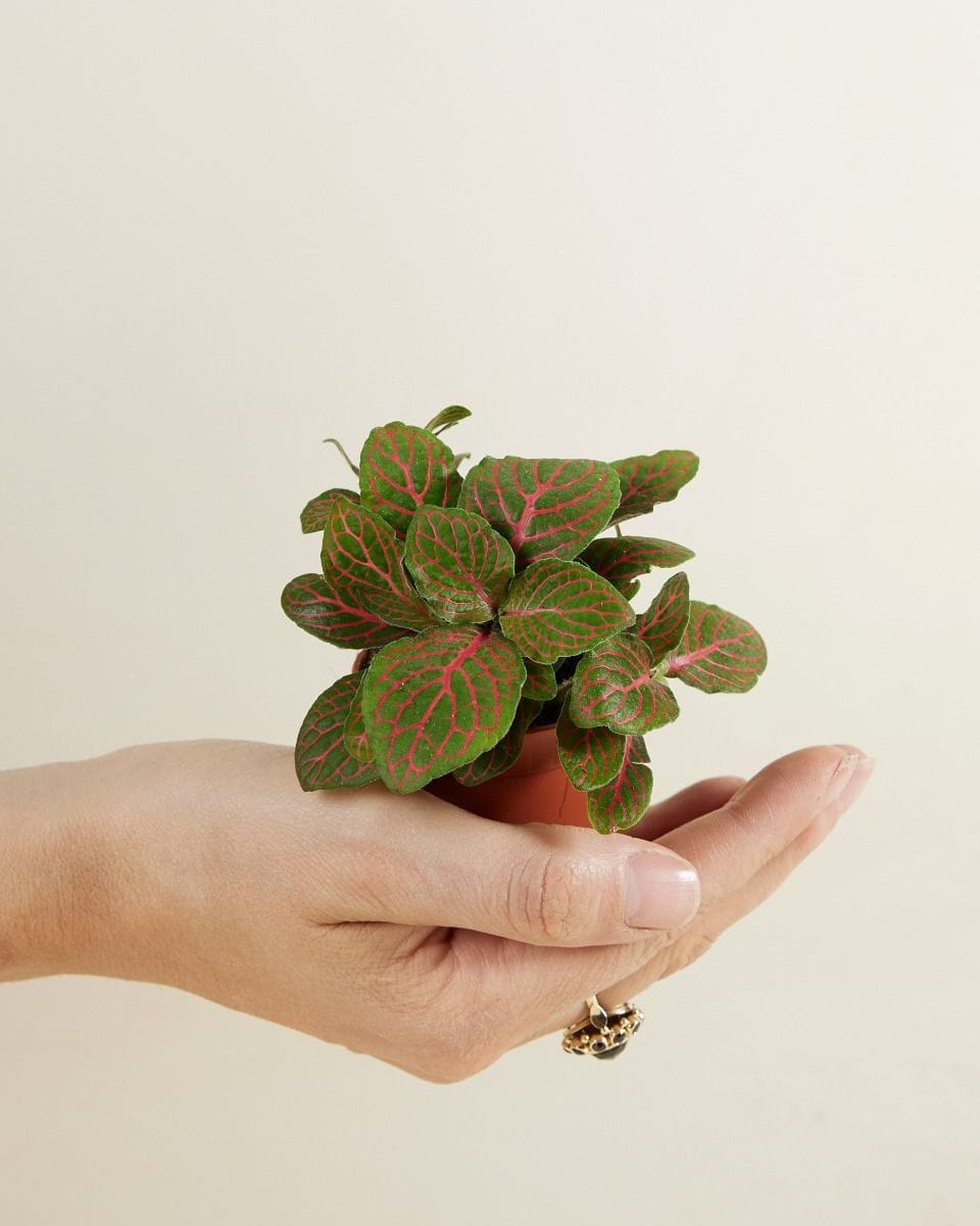 Bebé Fittonia Nerve plant Verschaffeltii Forest Flame