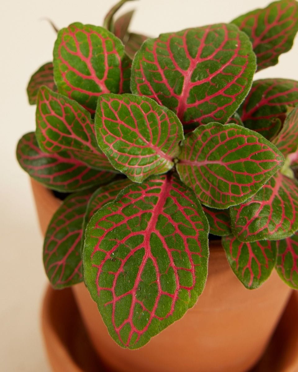 Bebé Fittonia Nerve plant Verschaffeltii Forest Flame