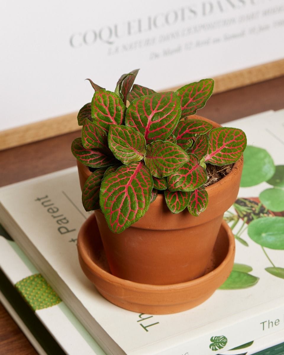 Bebé Fittonia Nerve plant Verschaffeltii Forest Flame