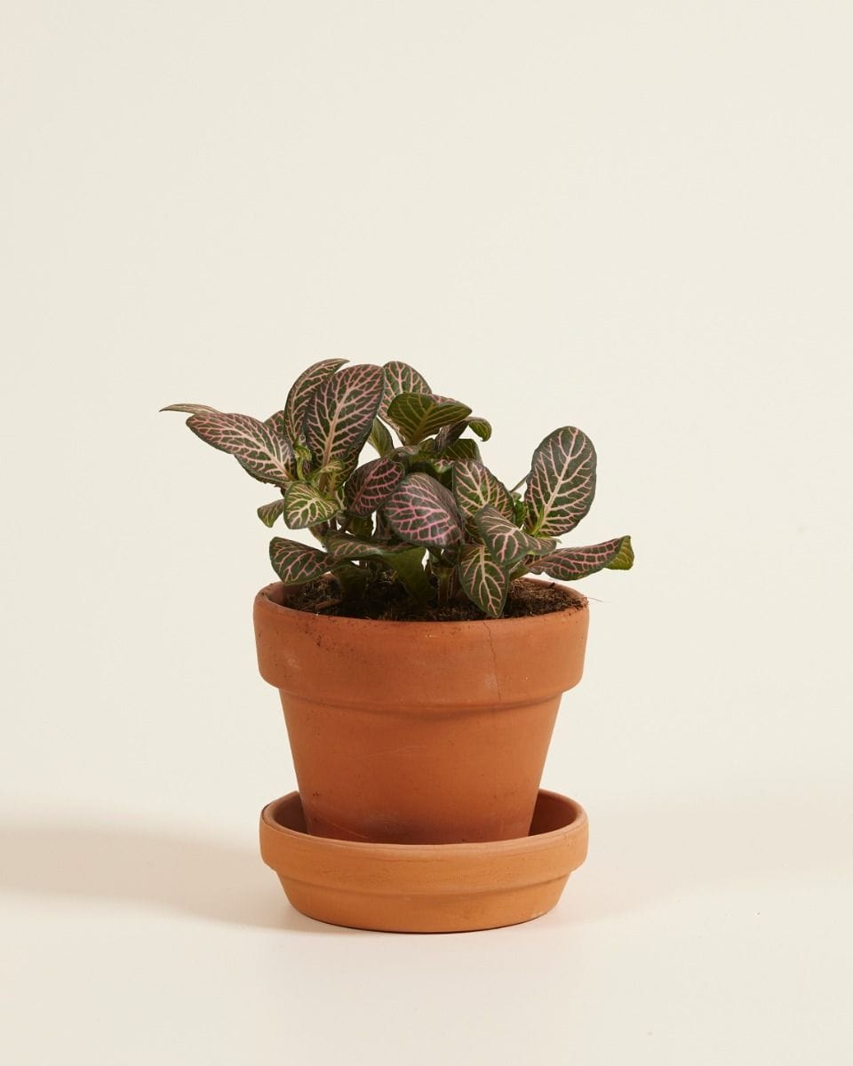 Bebé Fittonia Nerve plant Verschaffeltii Pink Forest Flame