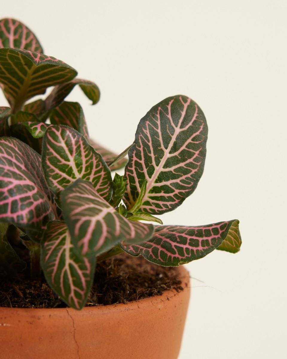 Bebé Fittonia Nerve plant Verschaffeltii Pink Forest Flame