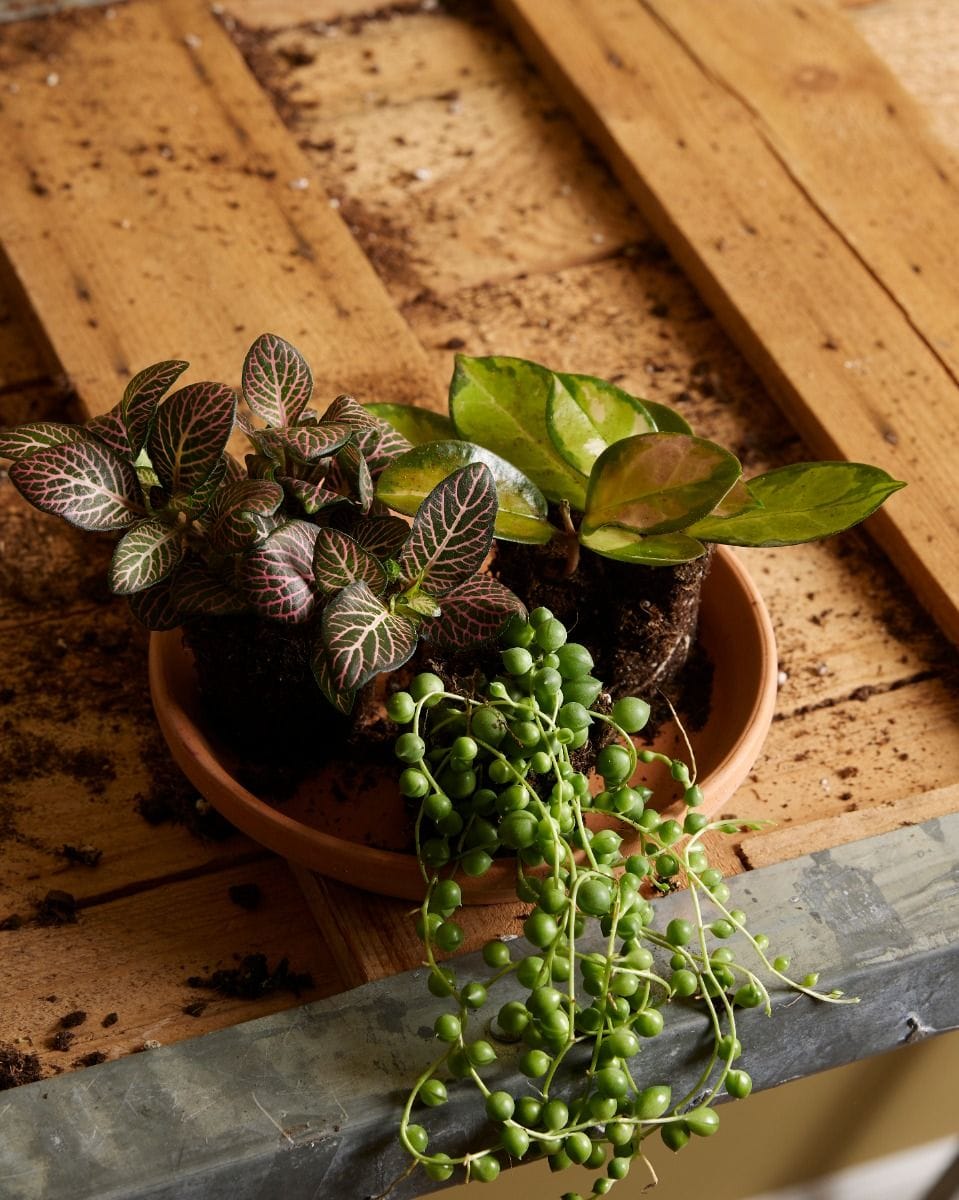Bebé Fittonia Nerve plant Verschaffeltii Pink Forest Flame