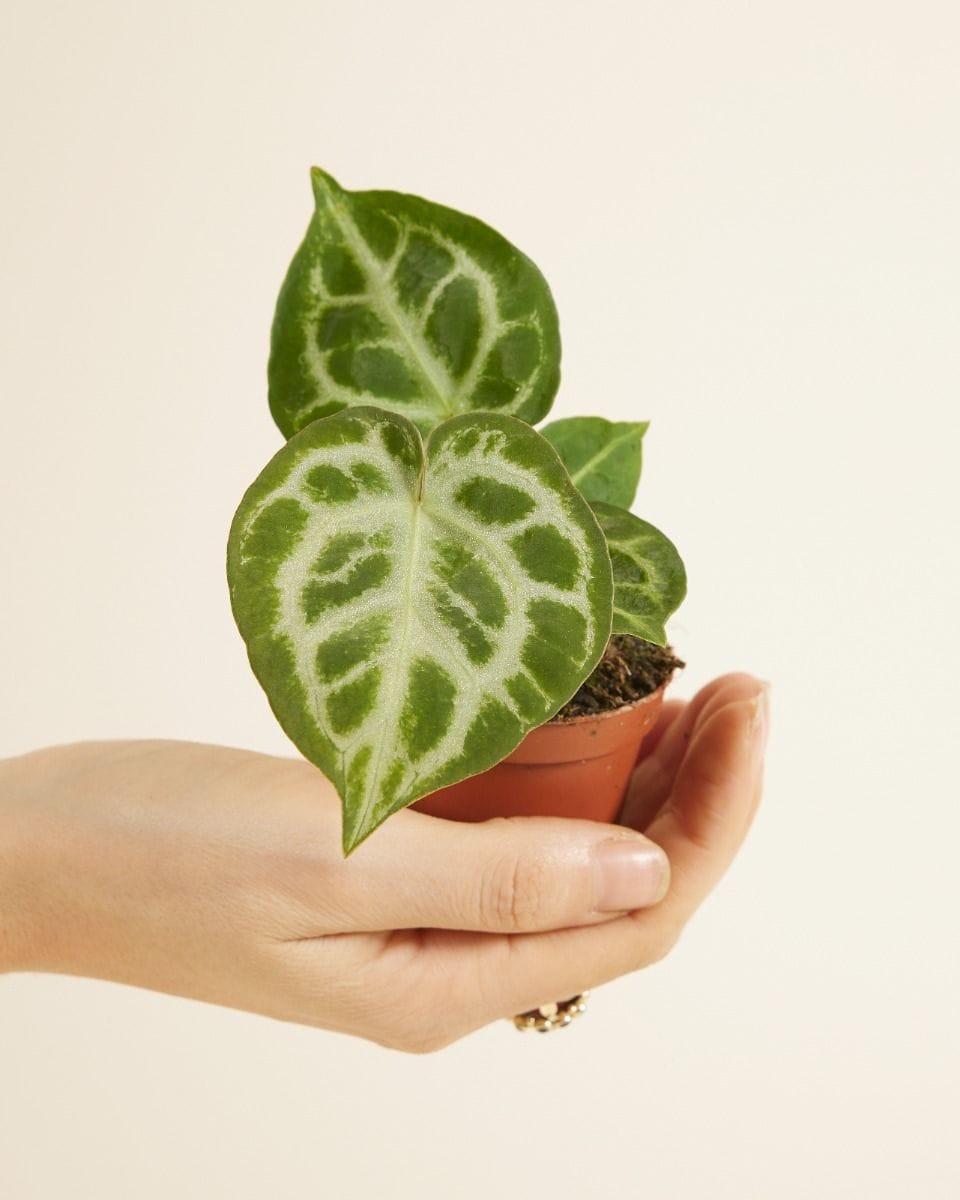 Bebé Anthurium Flamingo flowers Silver Blush