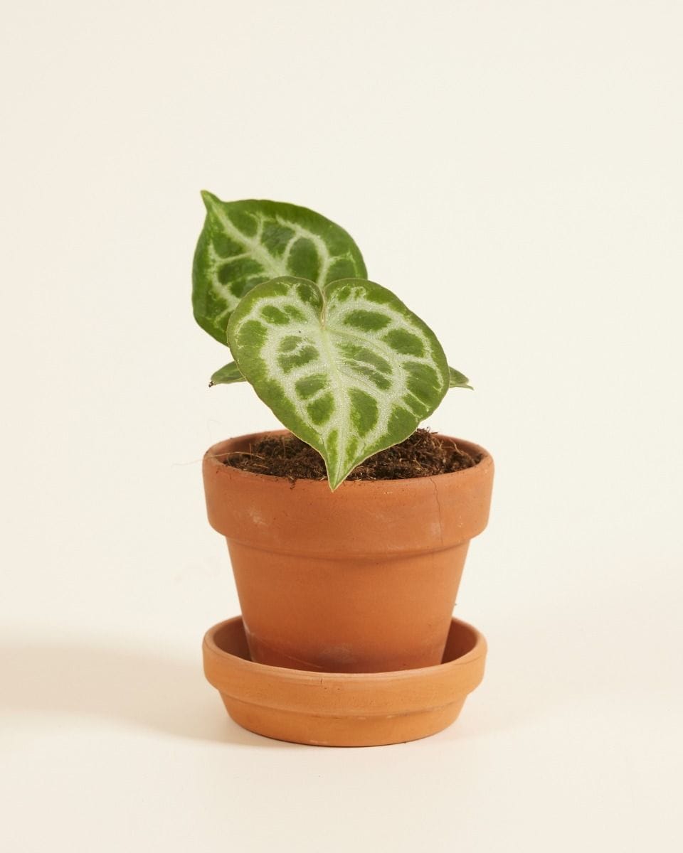 Bebé Anthurium Flamingo flowers Silver Blush