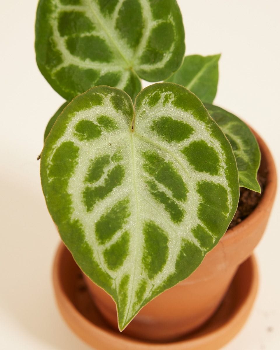 Bebé Anthurium Flamingo flowers Silver Blush