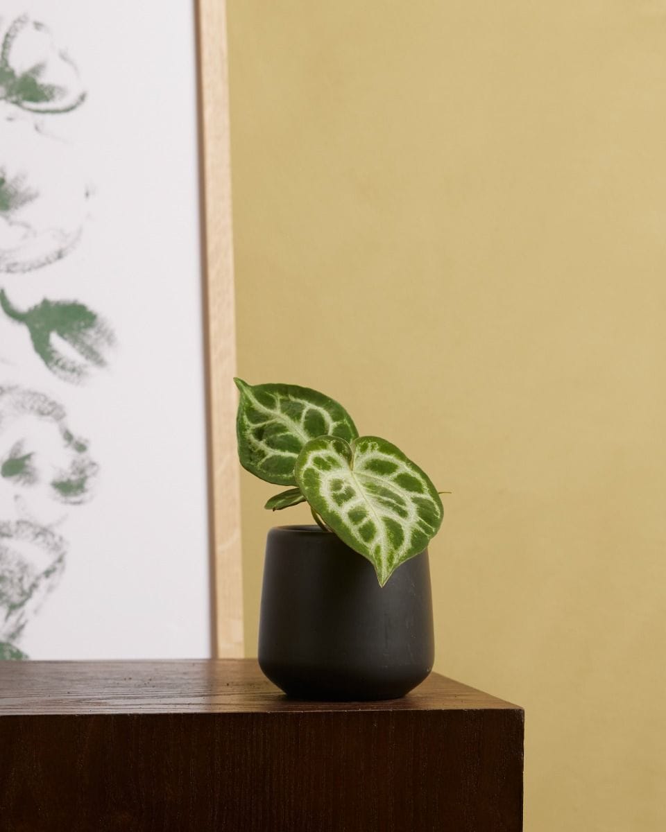 Bebé Anthurium Flamingo flowers Silver Blush