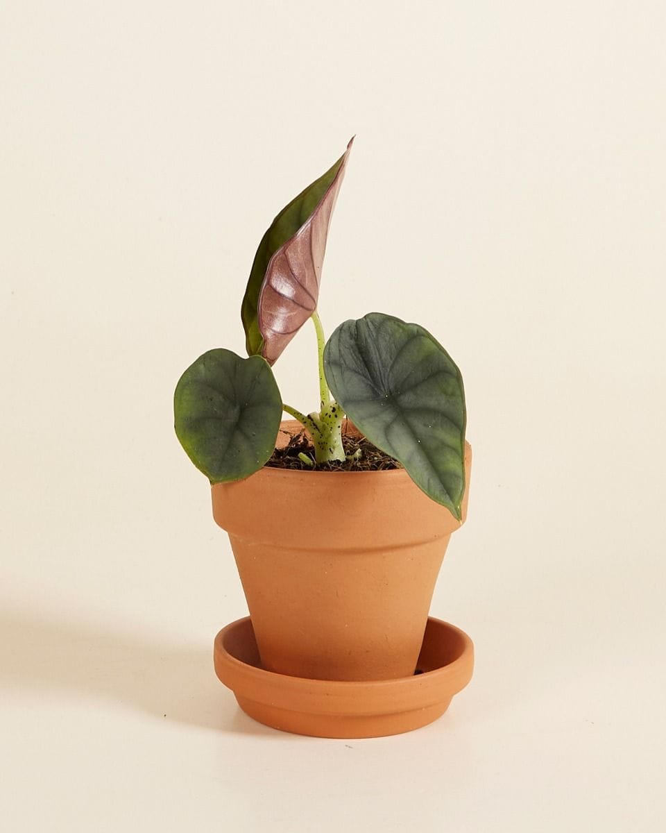 Bebé Alocasia Elephant Ears Nebula