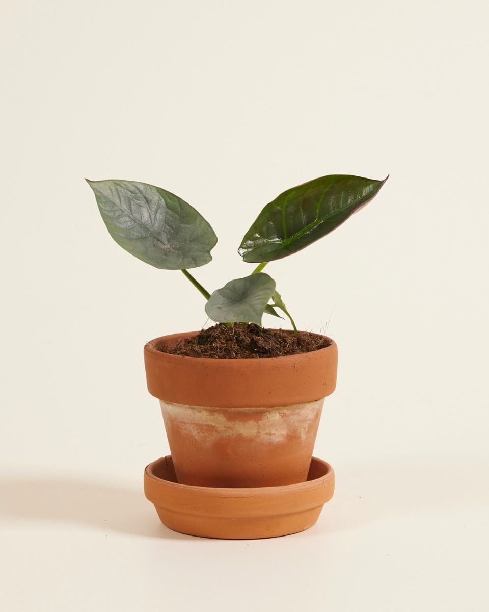 Bebé Alocasia Elephant Ears Nebula