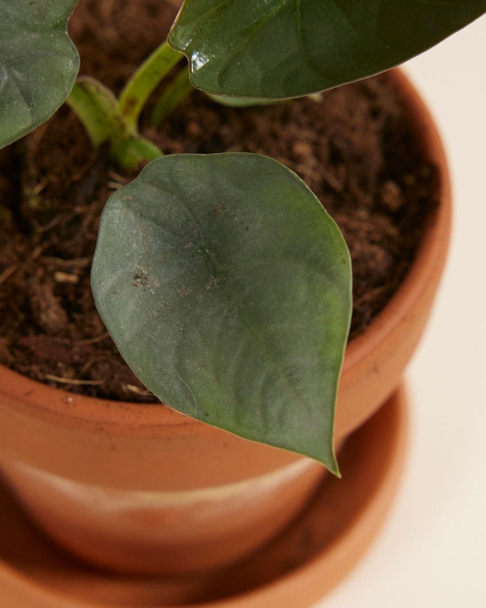 Bebé Alocasia Elephant Ears Nebula